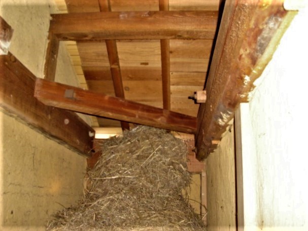 小屋裏で鳥獣の営巣（塗装工房）