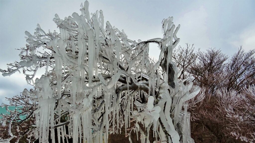 冬の樹氷の写真